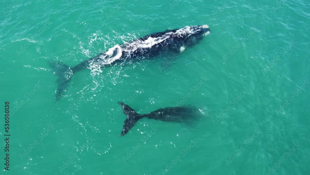 Whale with it's baby next to it Whale with it's baby next to it