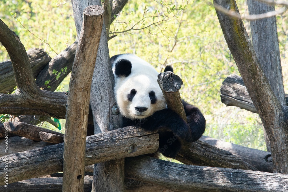Panda bear laying on a tree looking at the camera.