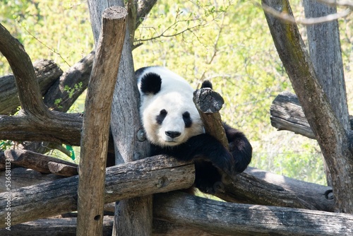 Obraz na płótnie Panda bear laying on a tree looking at the camera. w salonie