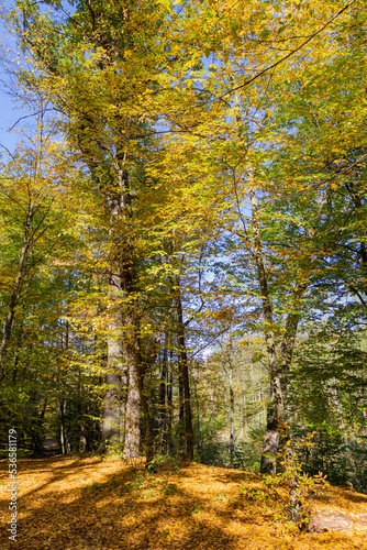 Autumn forest landscape. 