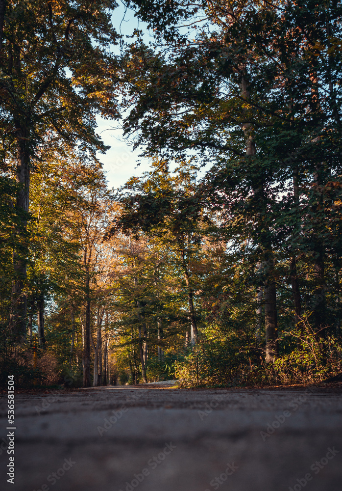 Obraz premium autumn in the forest colorful foliage