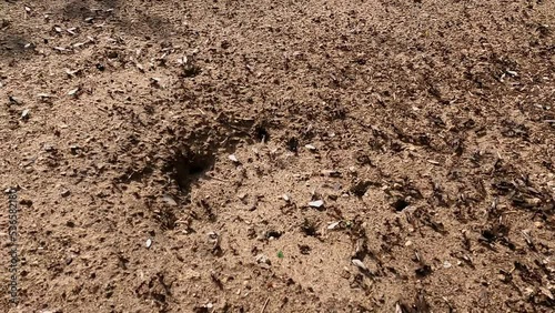 large black ants on the ground