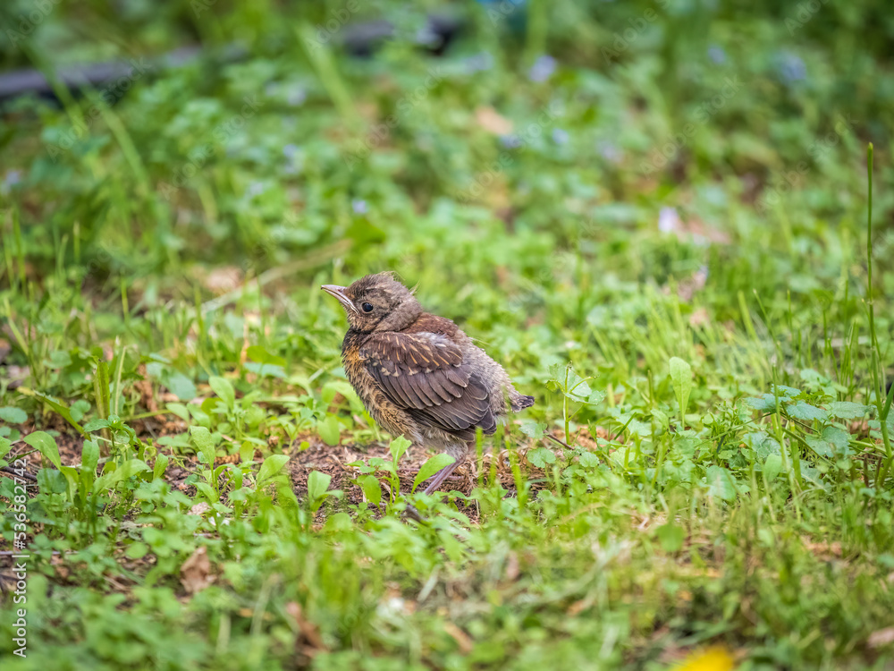 A fieldfare chick, Turdus pilaris, has left the nest and sitting on the spring lawn. A fieldfare chick sits on the ground and waits for food from its parents. A fieldfare chick, Turdus pilaris, has left the nest and sitting on the spring lawn. A fieldfare chick sits on the ground and waits for food from its parents.