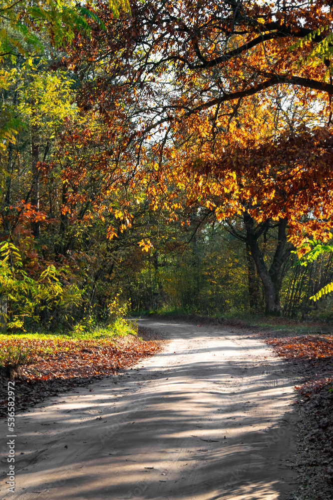 Autumn landscape. A path in the forest, park. Yellow, red, orange and brown leaves. Fall foliage during autumn season with warm sunlight.