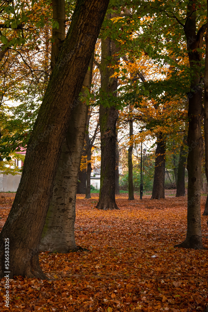 Autumn landscape. A path in the forest, park. Yellow, red, orange and brown leaves. Fall foliage during autumn season with warm sunlight.