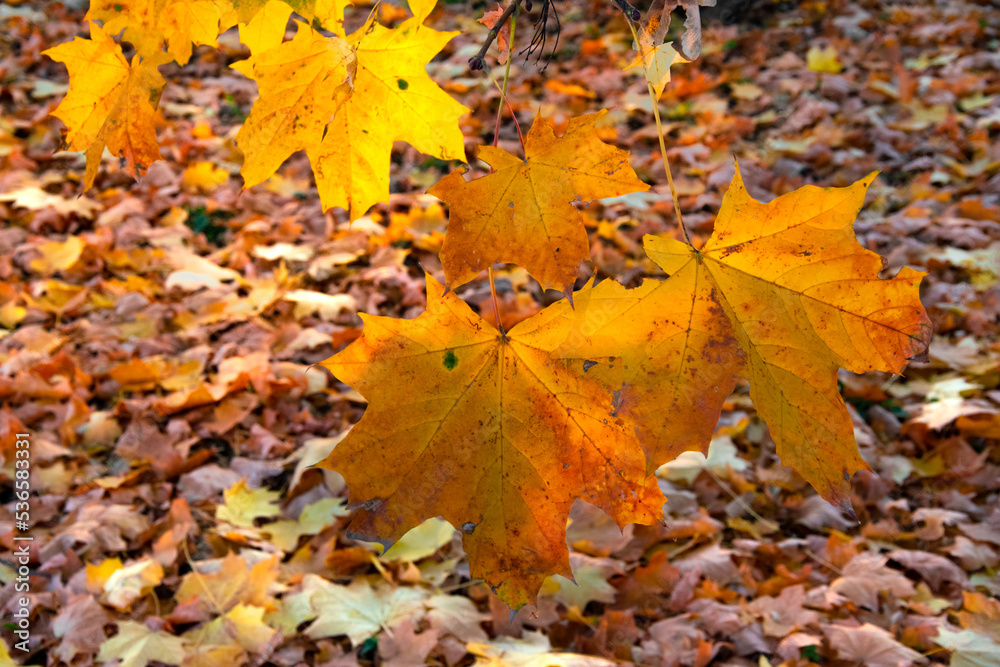 Autumn landscape. A path in the forest, park. Yellow, red, orange and brown leaves. Fall foliage during autumn season with warm sunlight.