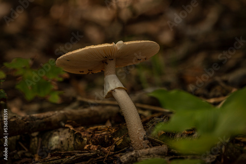 Wild mushrooms on the forest floor