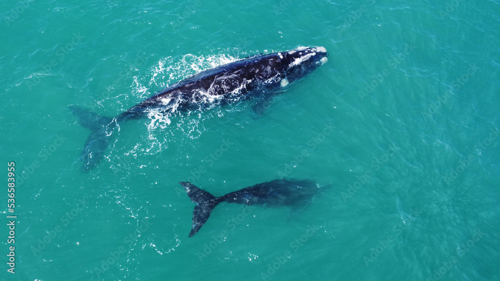 Fototapeta premium Aerial of two southern right whales