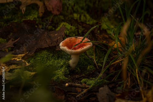 Russet mushroom on the forest floor