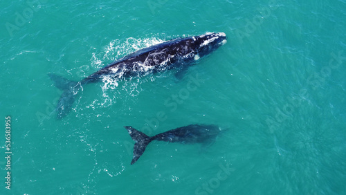 Aerial of two southern right whales
