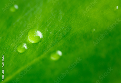 close up macro water drop on fresh green leaves blur background,idea for ecology wallpaper,health or life backdrop,organic product design.
