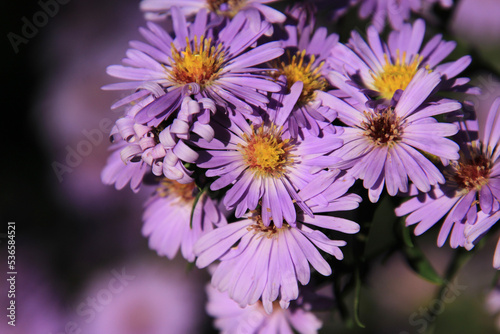 Purple aster flower photo
