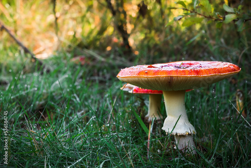 Fliegenpilz im Herbstwald