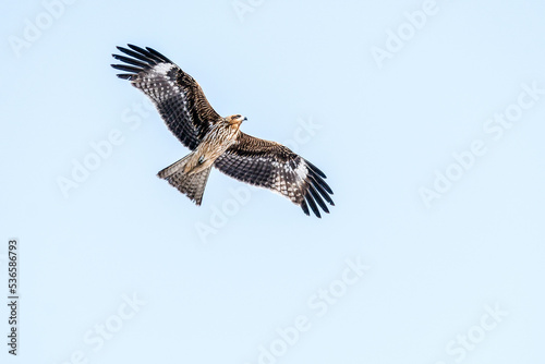 eagle in flight  Japanese Black kite 