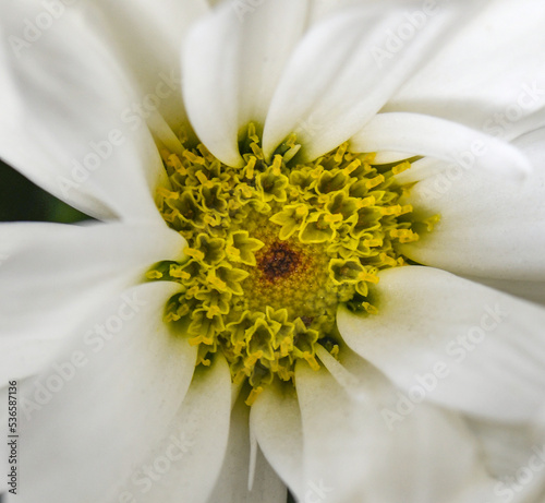 Gros plan de cœur de marguerite blanche (Chrysanthemum) leucantemum
