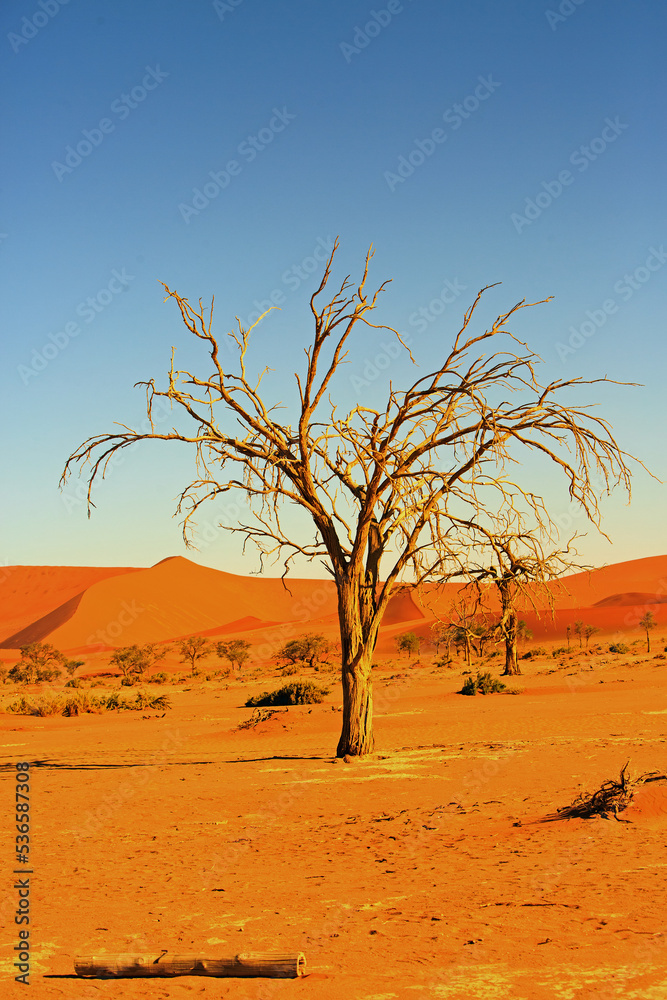 An Old Dead Wood tree stands proudly amongst the sand dunes in Namibia with a bright blue clear sky An Old Dead Wood tree stands proudly amongst the sand dunes in Namibia with a bright blue clear sky