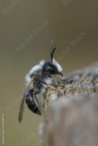 Closeup on a male Grey mining bee, Andrena vaga photo