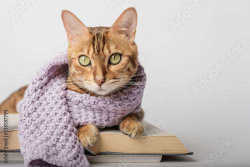 Bengal cat in a scarf with a book and dry leaves on a white background.