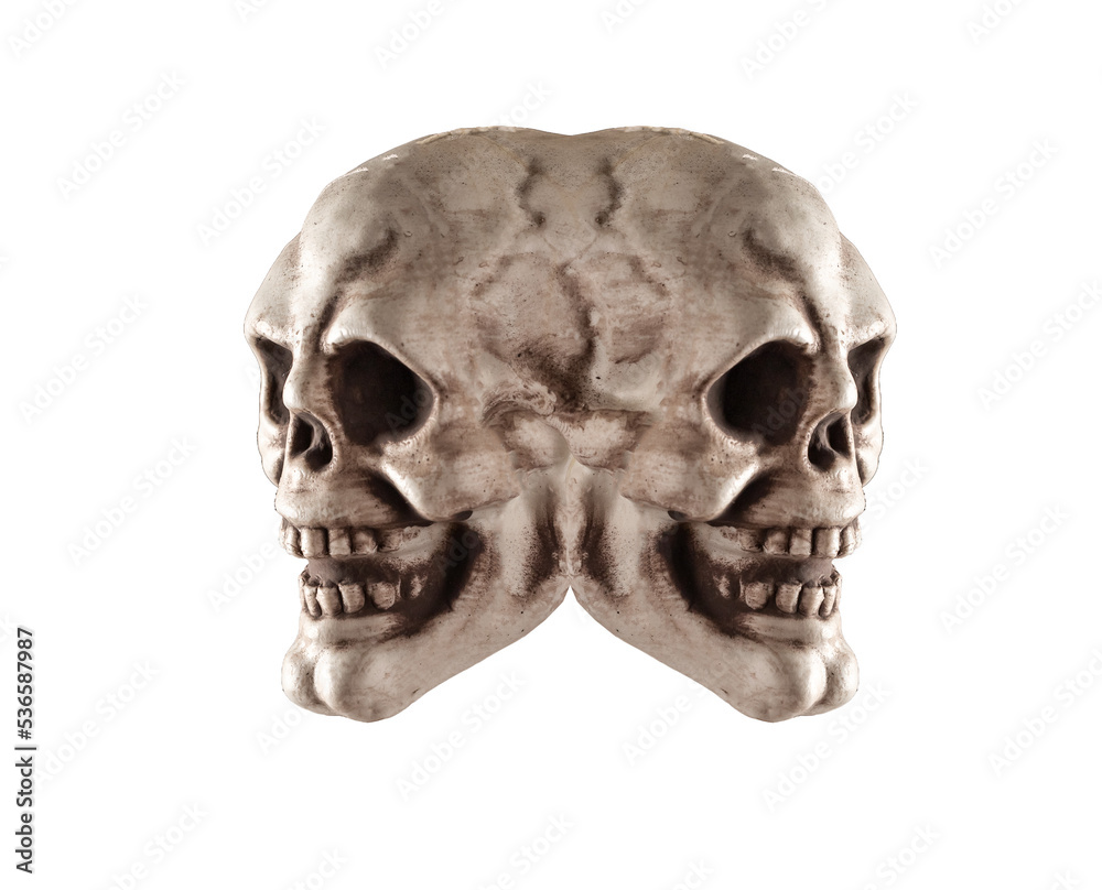 Dual double skull, head bone isolated on white Dual double skull, head bone isolated on white