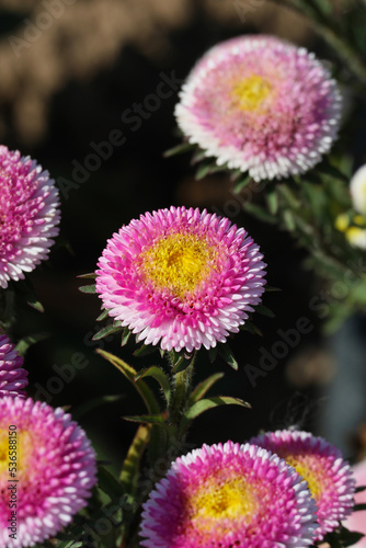 Hi-no-maru Aster flowers with white petals on the outside and red in the center close-up