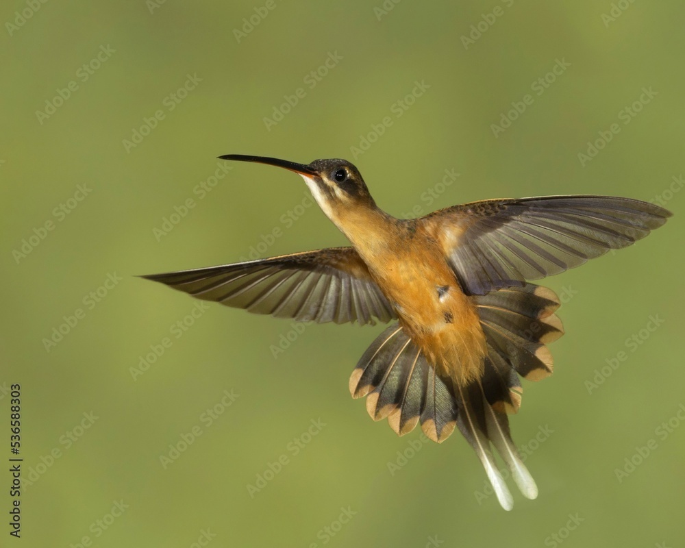 Fototapeta premium hummingbird