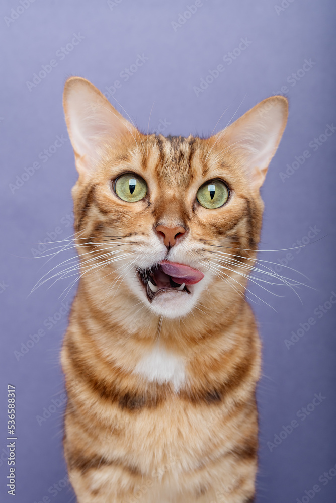 Licking Bengal cat on a blue background.