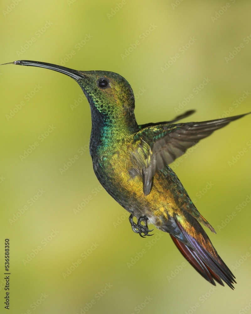 Fototapeta premium hummingbird