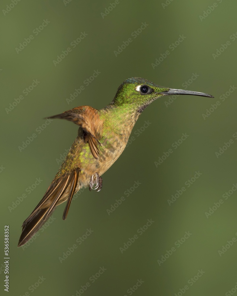 Fototapeta premium hummingbird