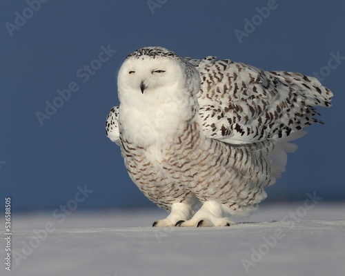 snowy owl in the snow