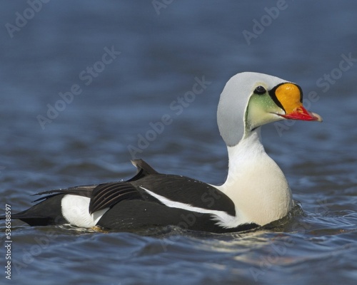 Tableau sur toile King Eider duck