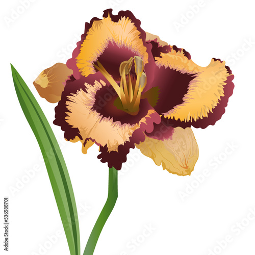 lily, orange-burgundy on a green stem in front of a white background