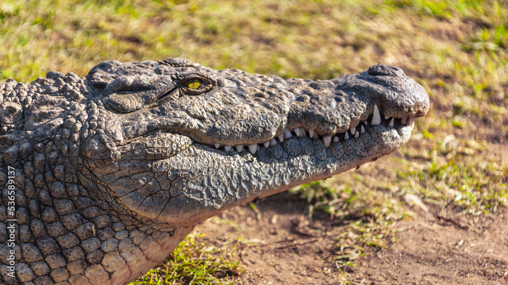 Fototapeta premium Head of the Nile crocodile lying on the shore in close-up.