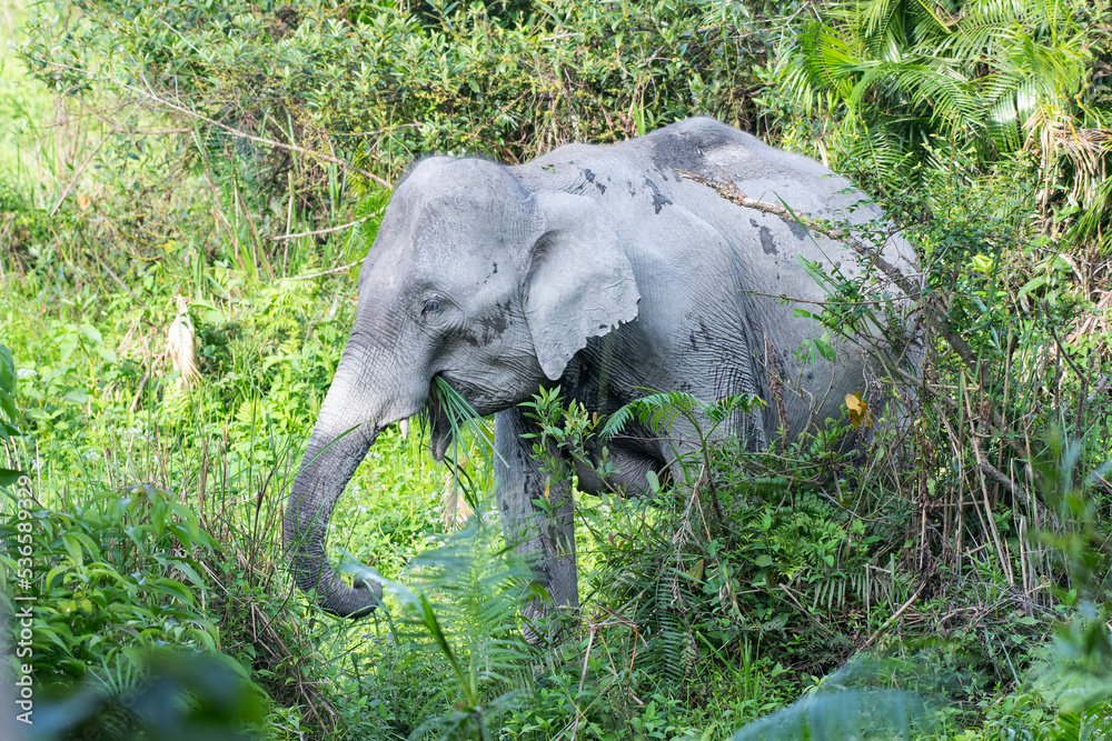 Fototapeta premium Asian elephant in the wild