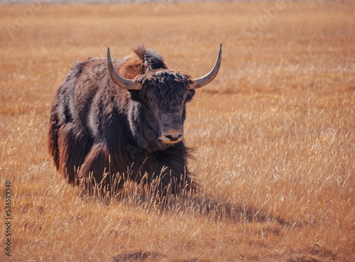 Running wild bull of Tibetan yak attacks pasture in the mountains.