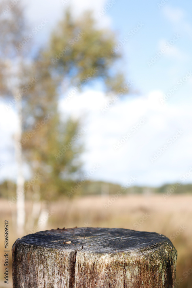 stump in the forest