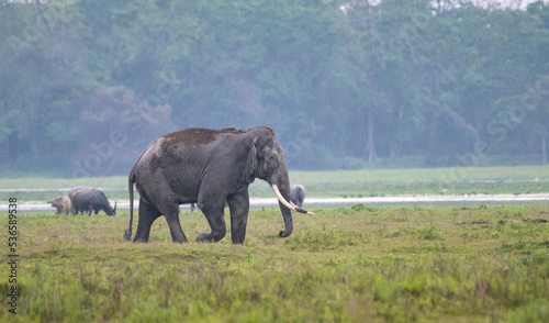 elephant in the field