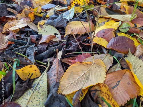 fallen and colorful autumn leaves in the forest.