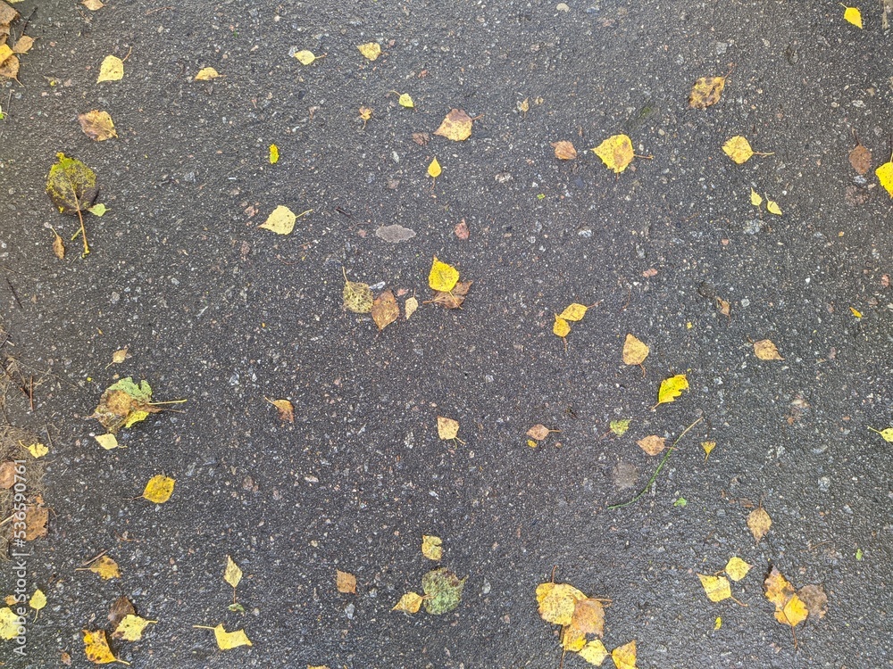 fallen and colorful autumn leaves on the sidewalk in the park after the rain. fallen and colorful autumn leaves on the sidewalk in the park after the rain.