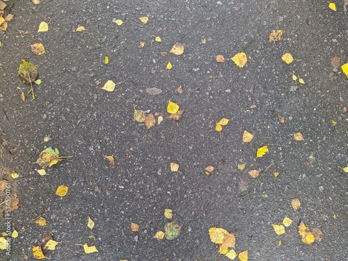 fallen and colorful autumn leaves on the sidewalk in the park after the rain.