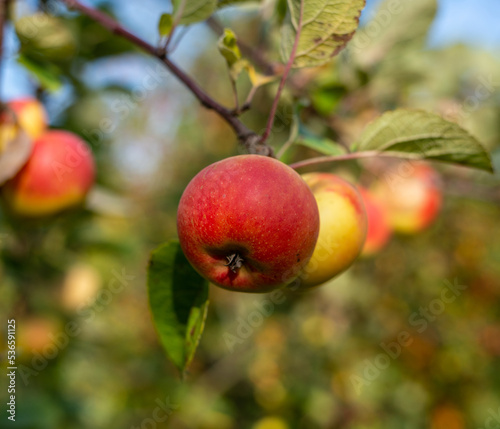 Red apples on a branch in sunny autumn day