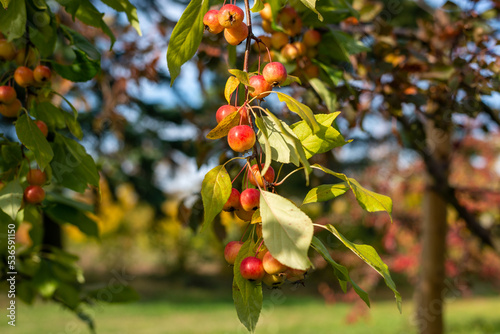 Decorative red apples on a tree