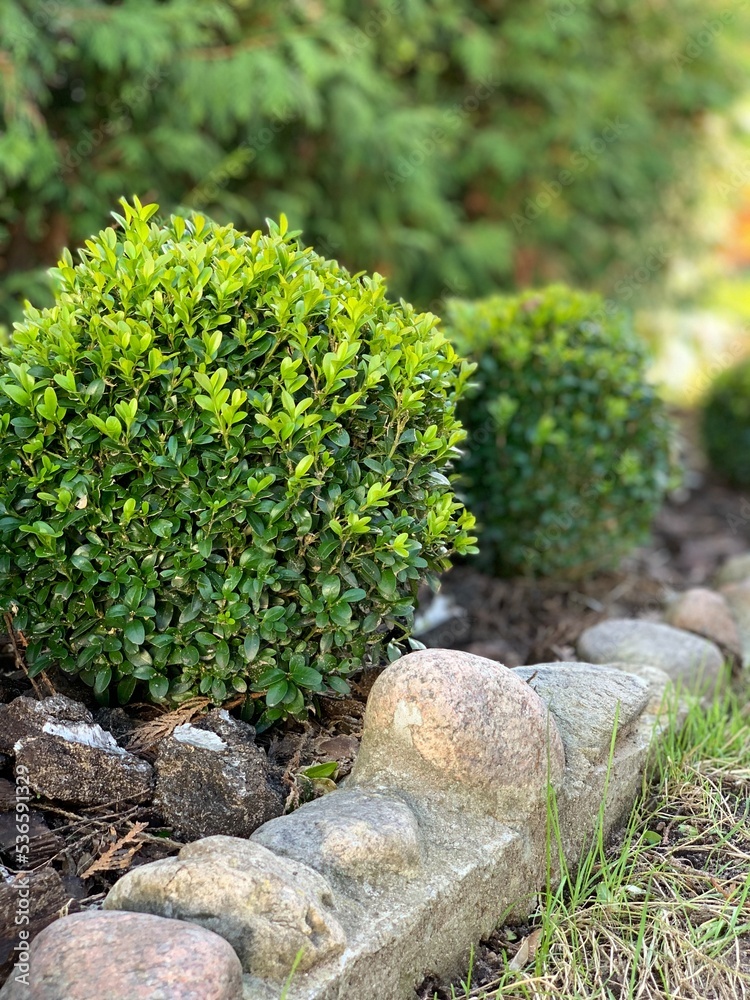 Landscape design with decorative round boxwood. Landscape design with decorative round boxwood.