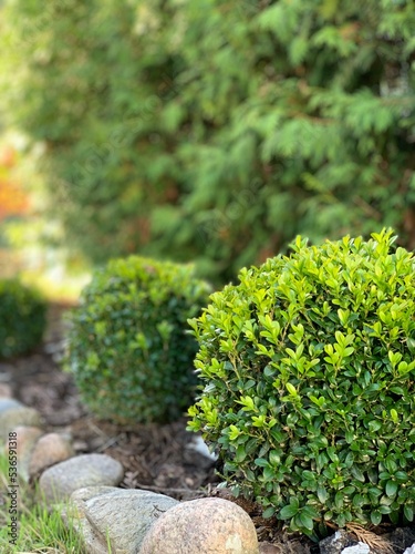Boxwood with fresh green leafs bush in the garden. Garden bed with evergreen shrubs. Green boxwoods and arborvitae.