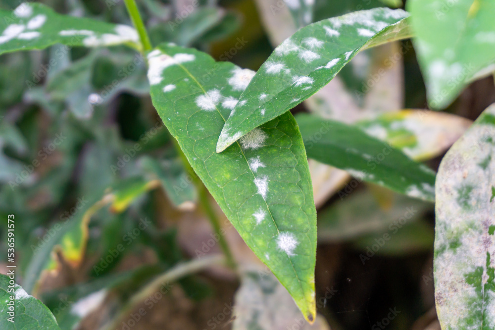 Powdery mildew on Garden Phlox leaves closeup. Fungal disease with