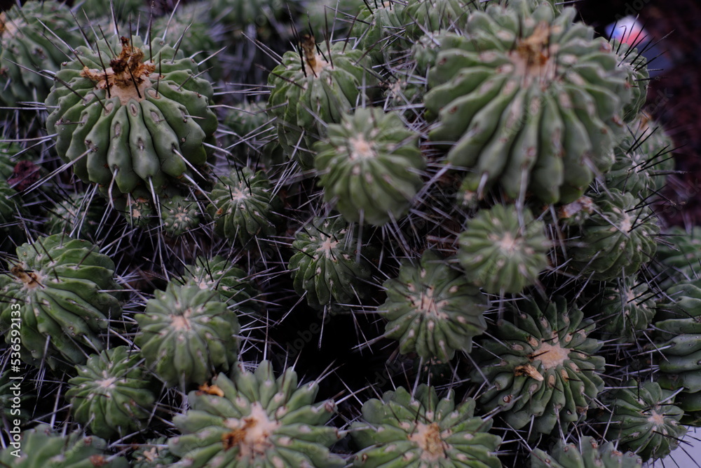 サボテン cactus サボテン cactus