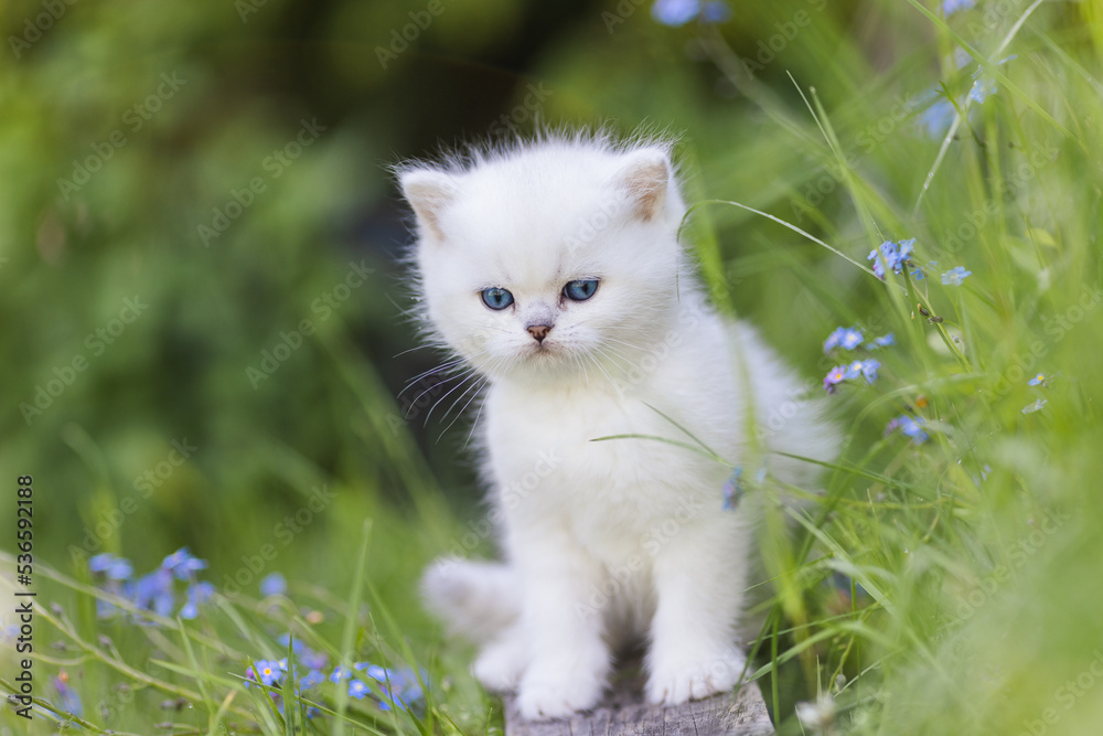 Babykatze im Gras - Garten - Britisch Kurzhaar Katze