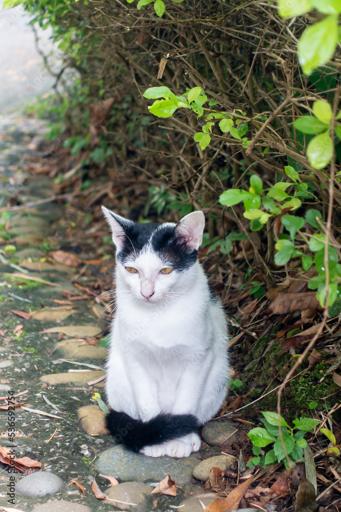 The cute cat is looking something in the house walk way. The cute cat is looking something in the house walk way.