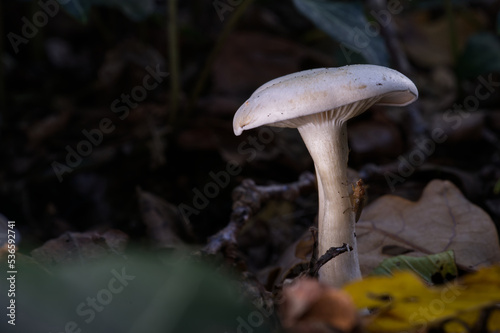 Weißer Pilz im Wald