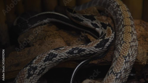 Close-up view of skin of Taiwan beauty rat snake (Elaphe taeniura friesei, also known as beauty ratsnake or cave racer) crawling on stone. Soft focus. Real time video. Exotic pets theme. photo