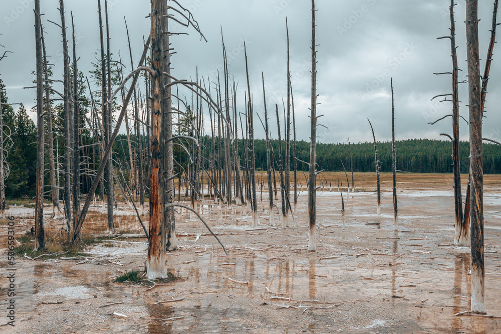 Dead trees amidst geothermal landscape with cloudy sky in background. Woodland in muddy water of Fountain Paint Pots at Yellowstone national park. Famous tourist sightseeing in valley.
